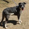 adoptable Dog in Rocky Hill, CT named Bleu