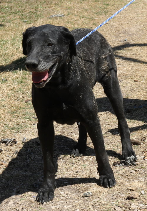 PLAINER - Great Dane available for adoption