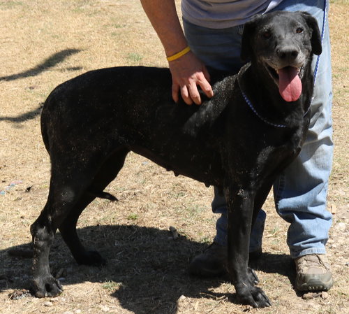 PLAINER - Great Dane available for adoption