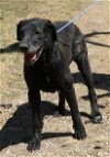 adoptable Dog in , WA named Plainer