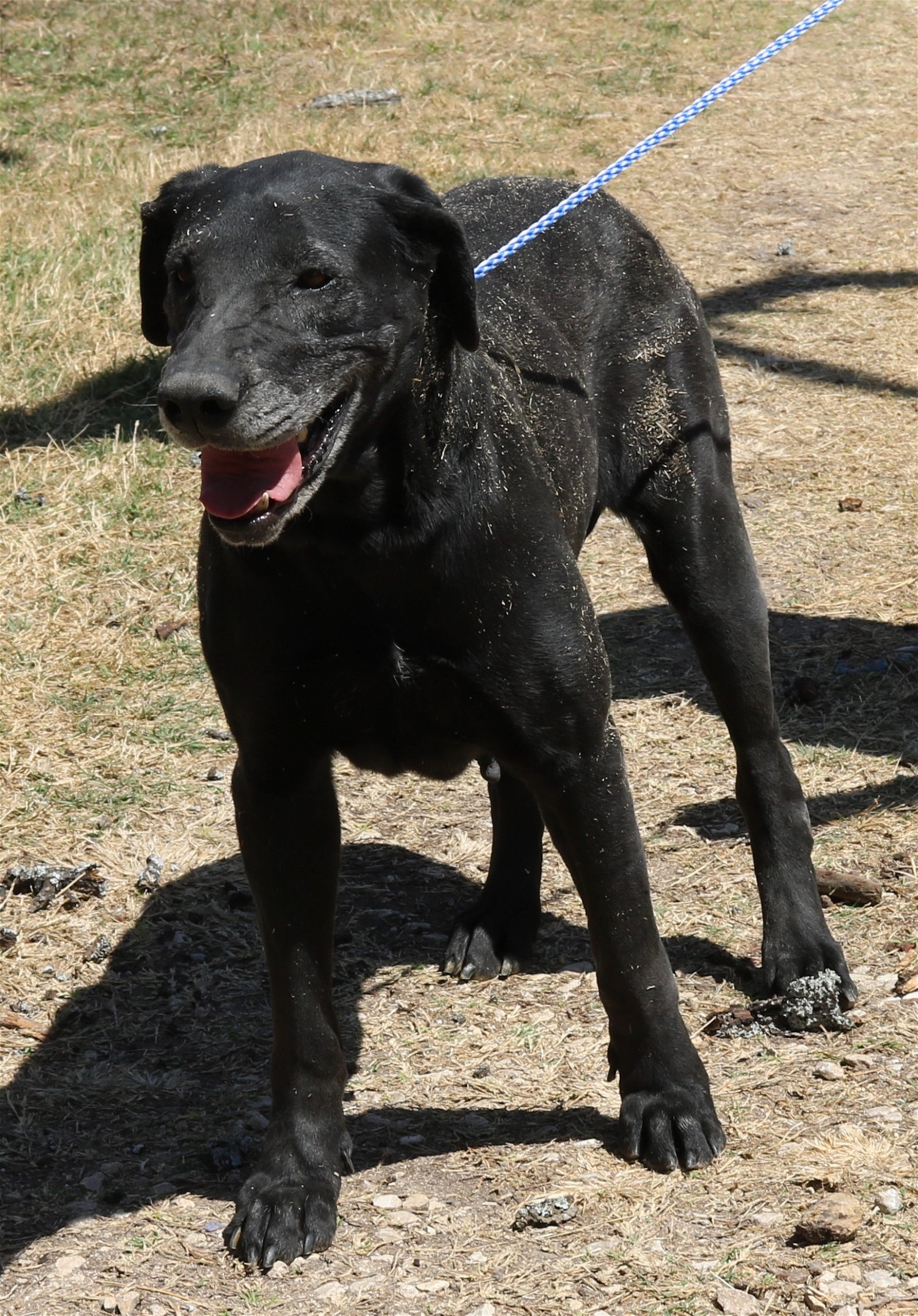 adoptable Dog in San Antonio, TX named Plainer