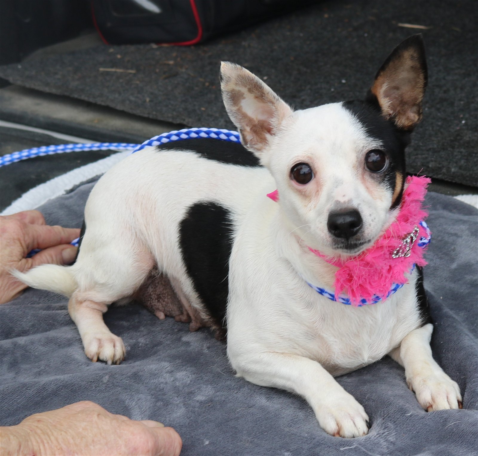 adoptable Dog in Everett, WA named Bonnie