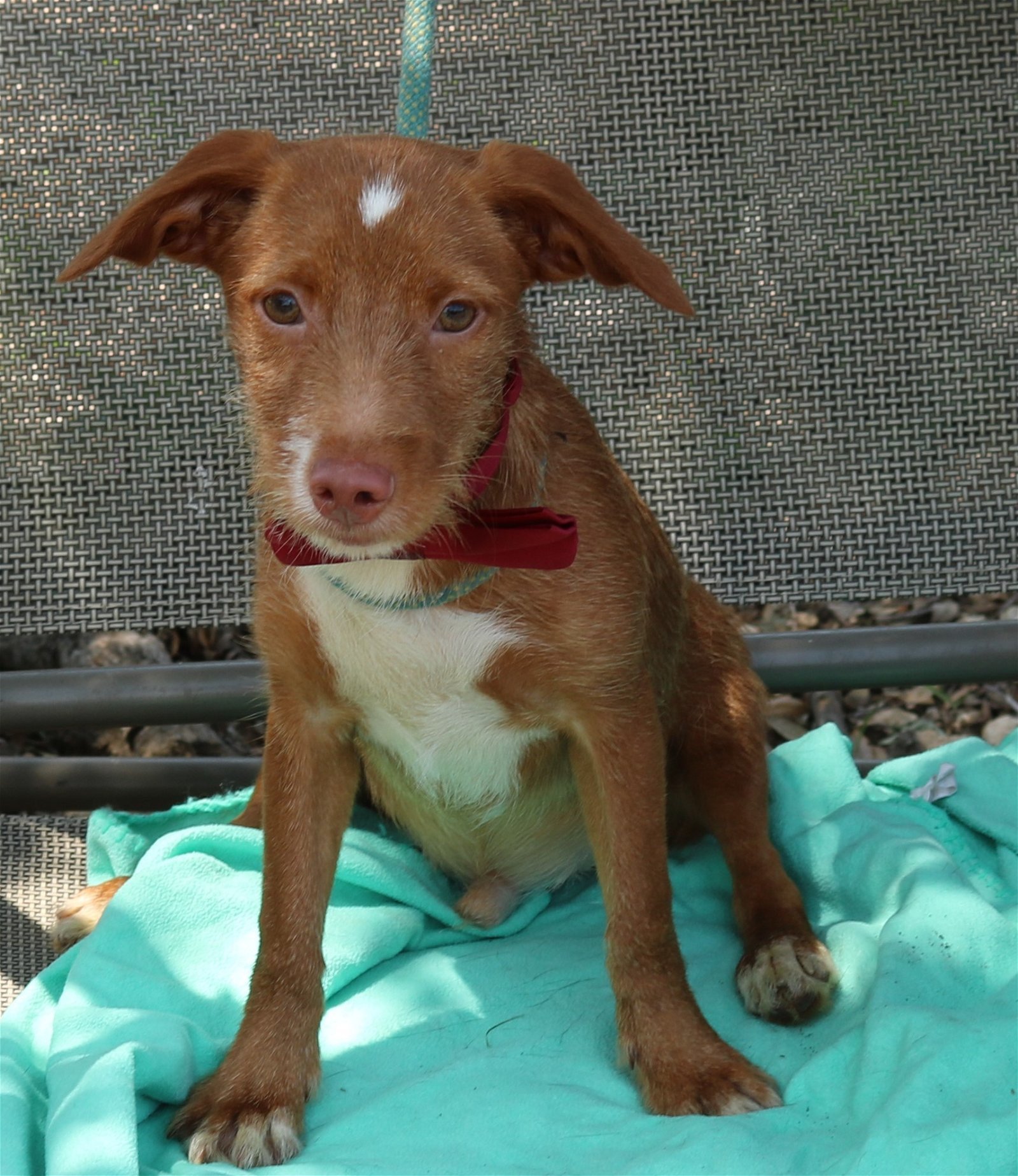 adoptable Dog in San Antonio, TX named Banjo