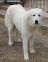 adoptable Dog in  named Athena