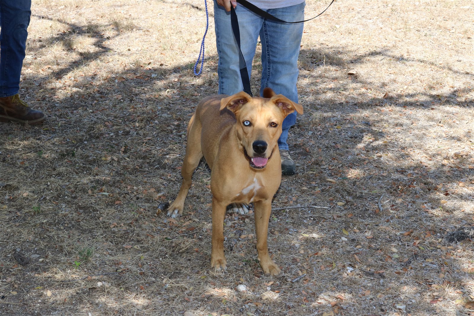 adoptable Dog in Everett, WA named Bluebell
