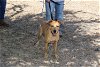 adoptable Dog in everett, WA named Bluebell