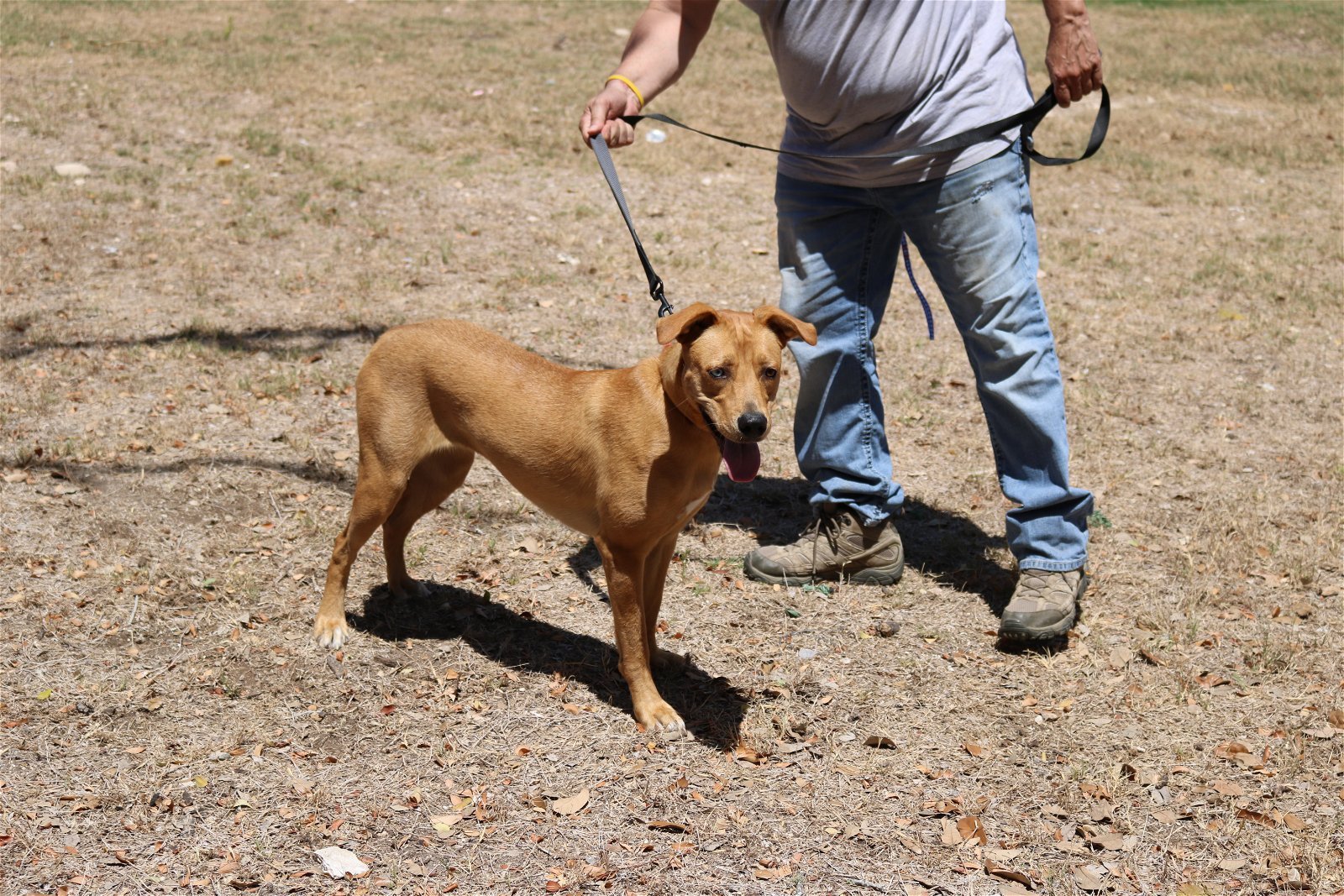 adoptable Dog in San Antonio, TX named Bluebell