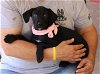 adoptable Dog in , VT named Zara