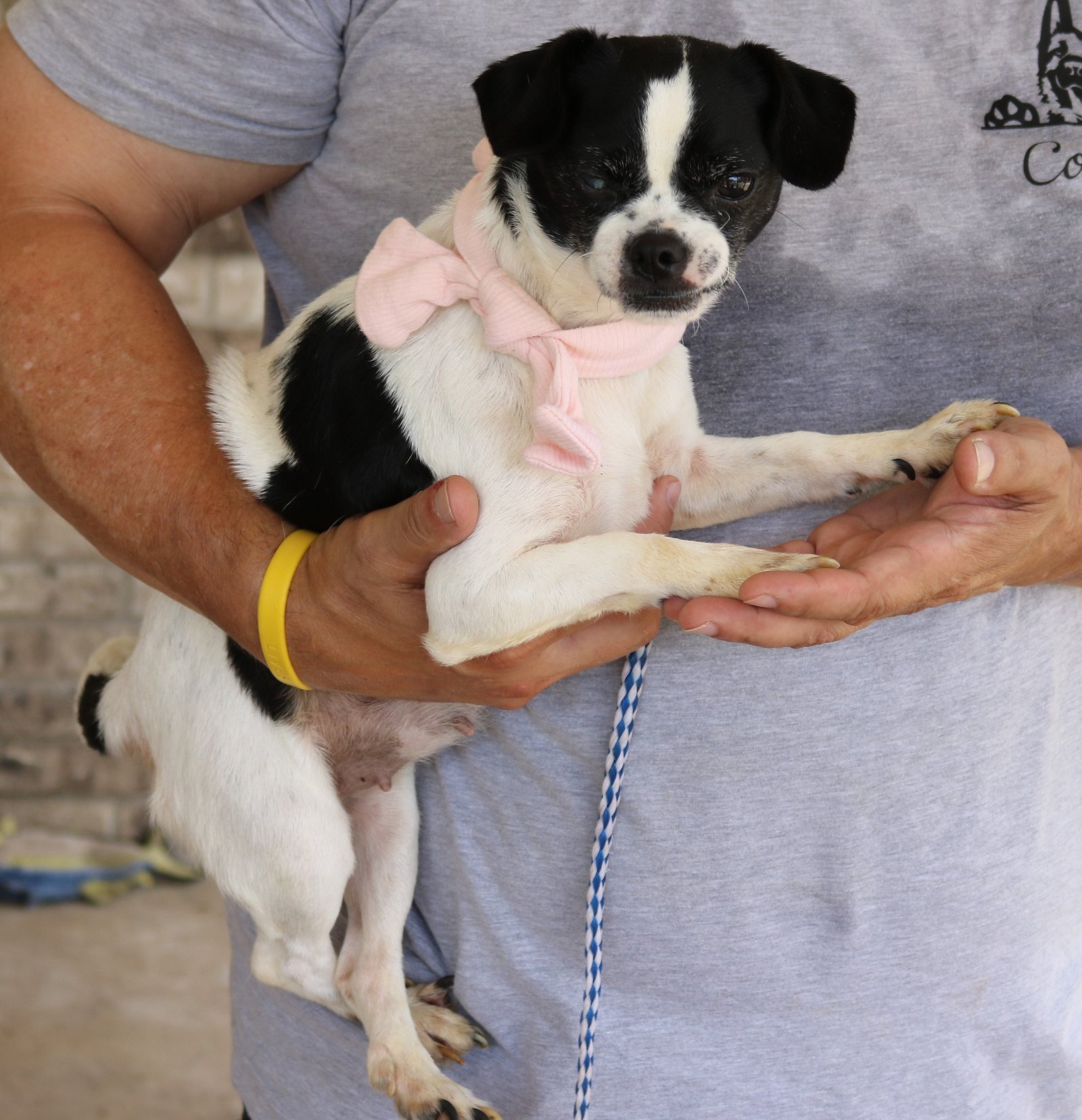 adoptable Dog in Brattleboro, VT named Baby Girl