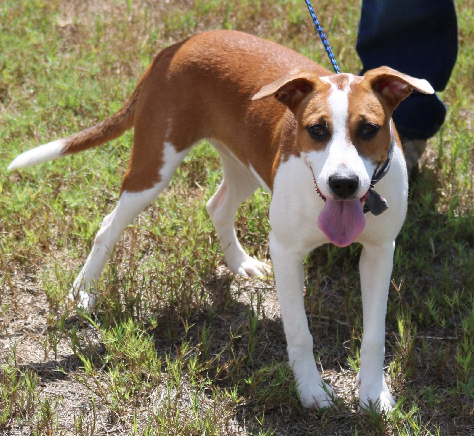adoptable Dog in Brattleboro, VT named Taz