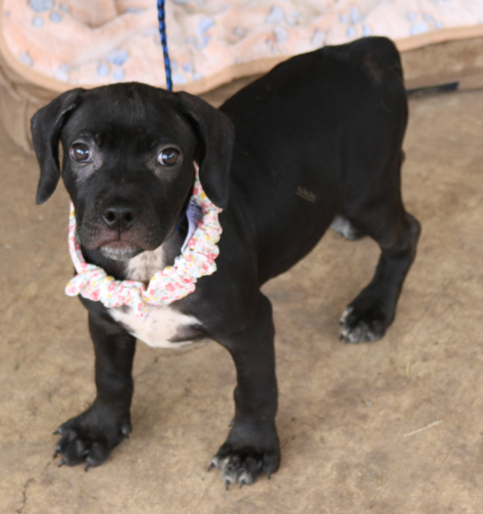 adoptable Dog in Brattleboro, VT named Lilly