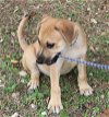 adoptable Dog in brattleboro, VT named Garmon