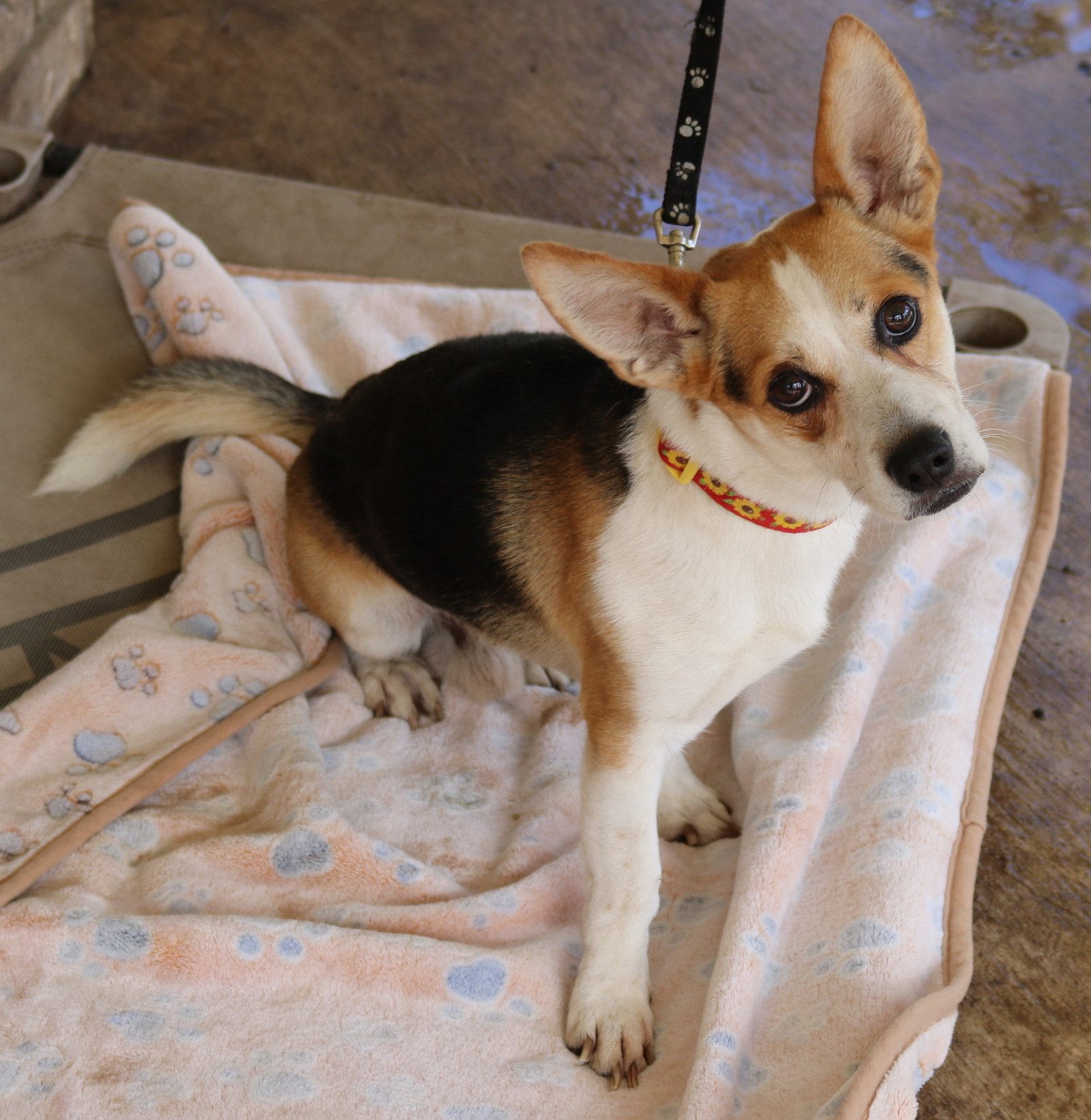 Dog for Adoption Julio, a in Bandera County, TX Alpha Paw