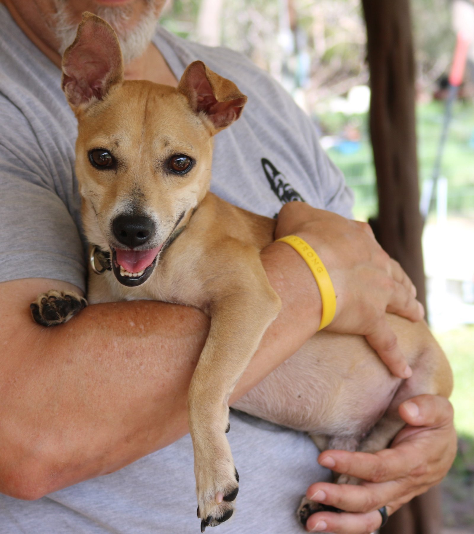 adoptable Dog in Brattleboro, VT named Timon