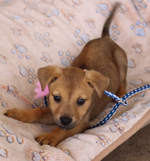 medina county animal shelter petfinder