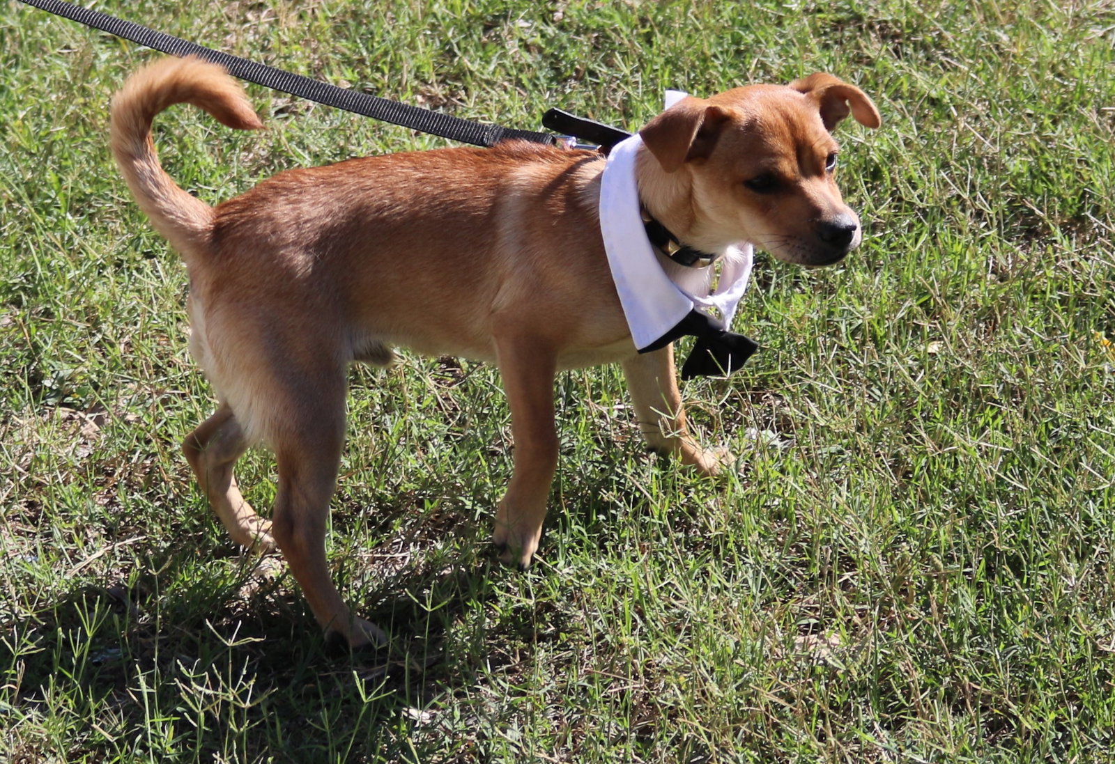 Dog for Adoption Sunny, a Chihuahua in La Coste, TX Alpha Paw