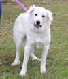 adoptable Dog in  named Athena