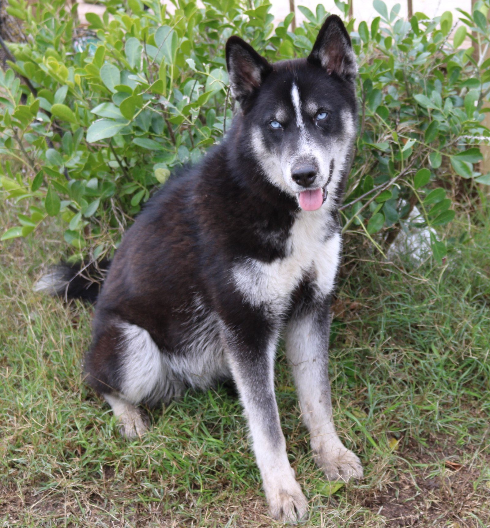 adoptable Dog in Brattleboro, VT named Betsy