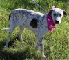 adoptable Dog in everett, WA named Abigail