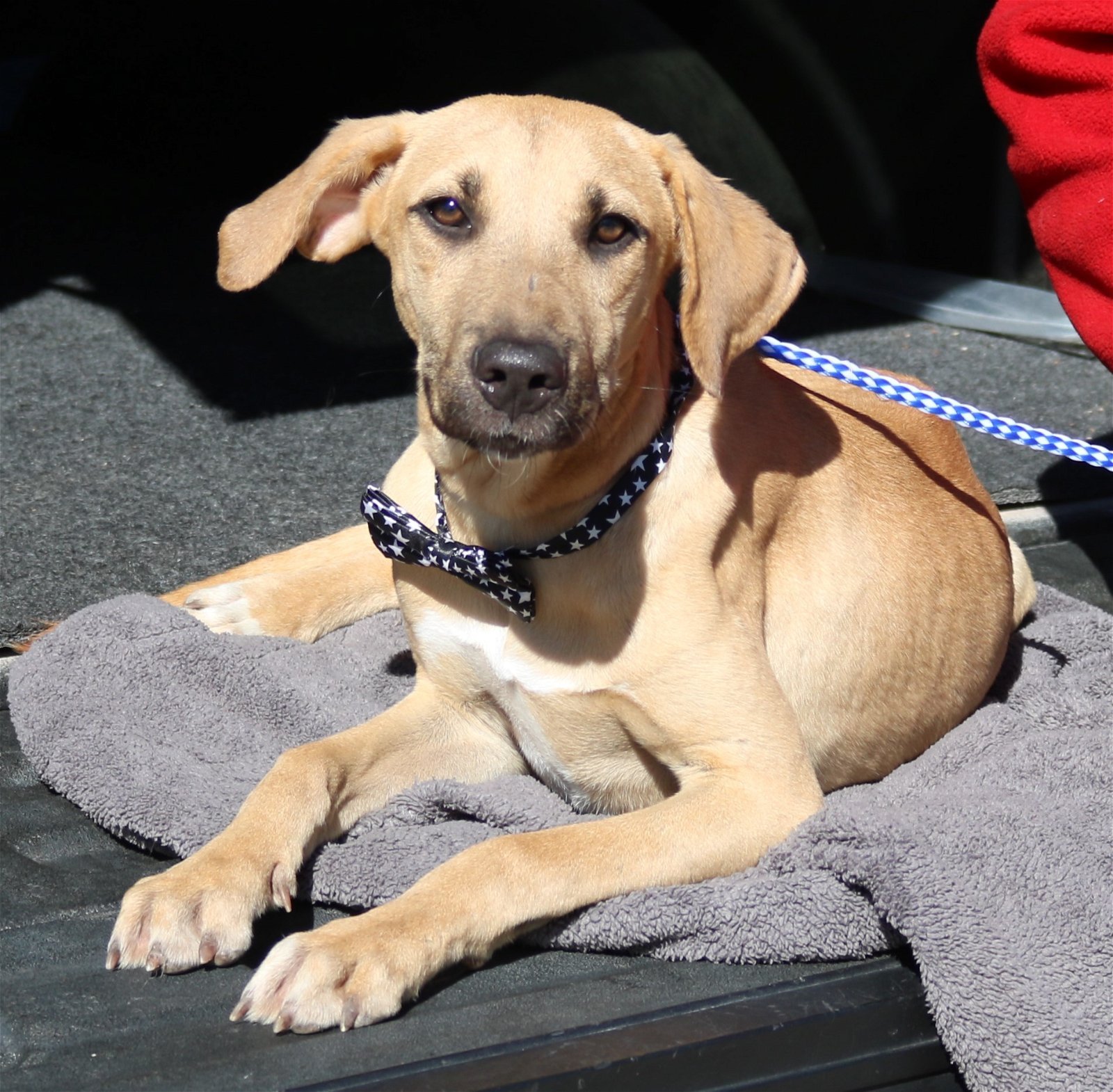 adoptable Dog in Brattleboro, VT named Kelvin