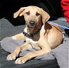 adoptable Dog in , VT named Kelvin