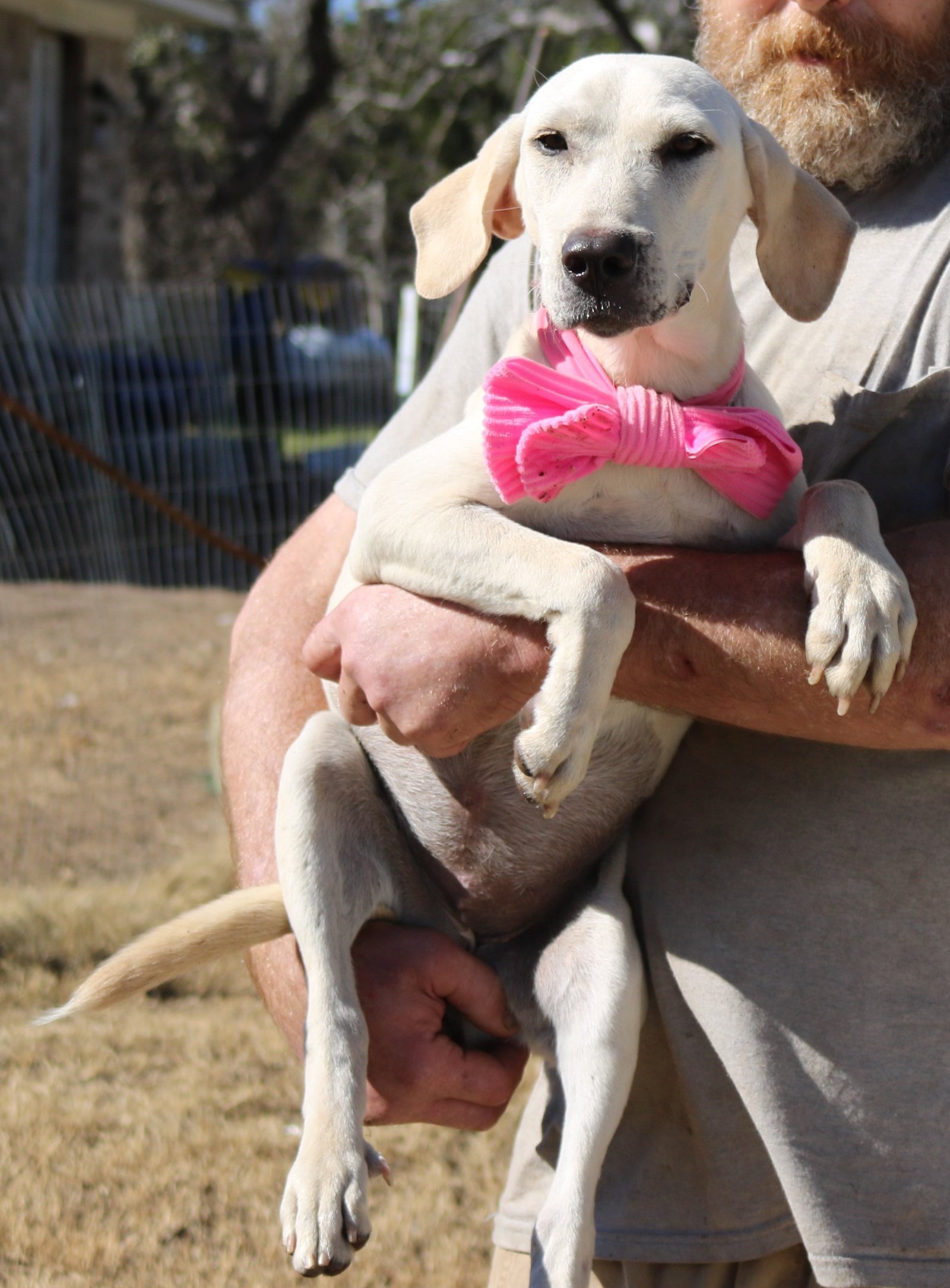 adoptable Dog in Brattleboro, VT named Stella