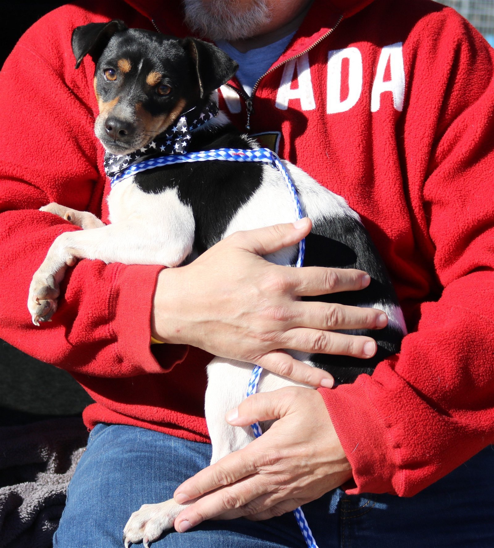 Dog for Adoption - Skippy, a Rat Terrier in Lackland Air Force Base, TX ...