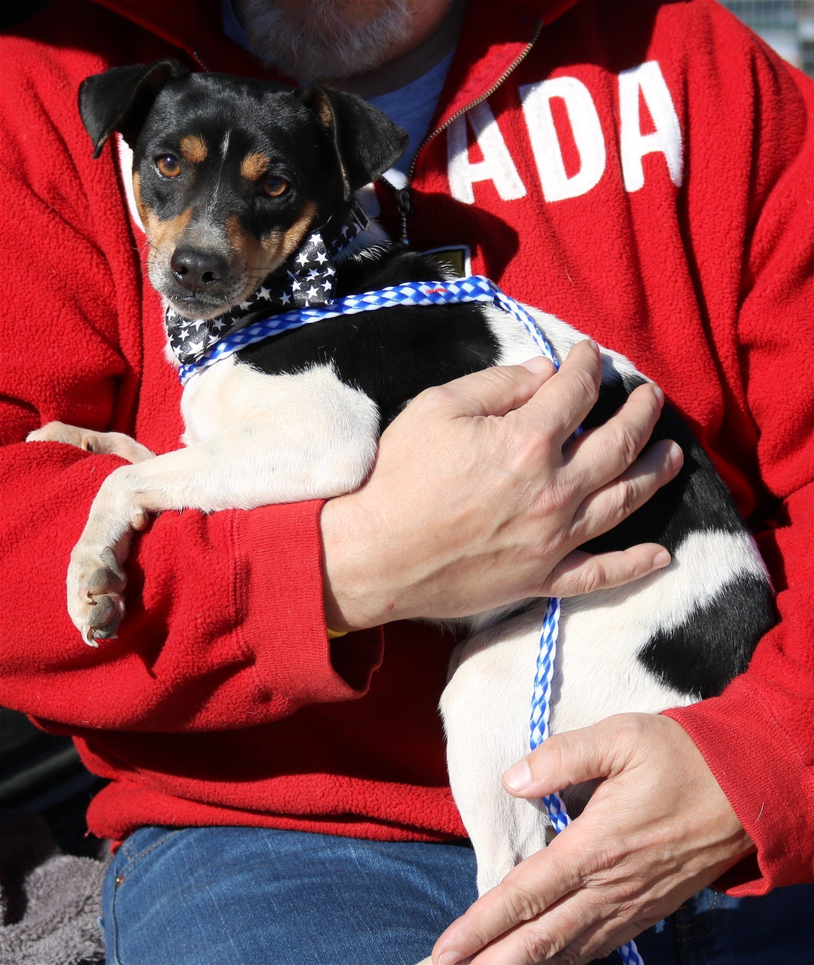 Dog for Adoption - Skippy, a Rat Terrier in Lackland Air Force Base, TX ...