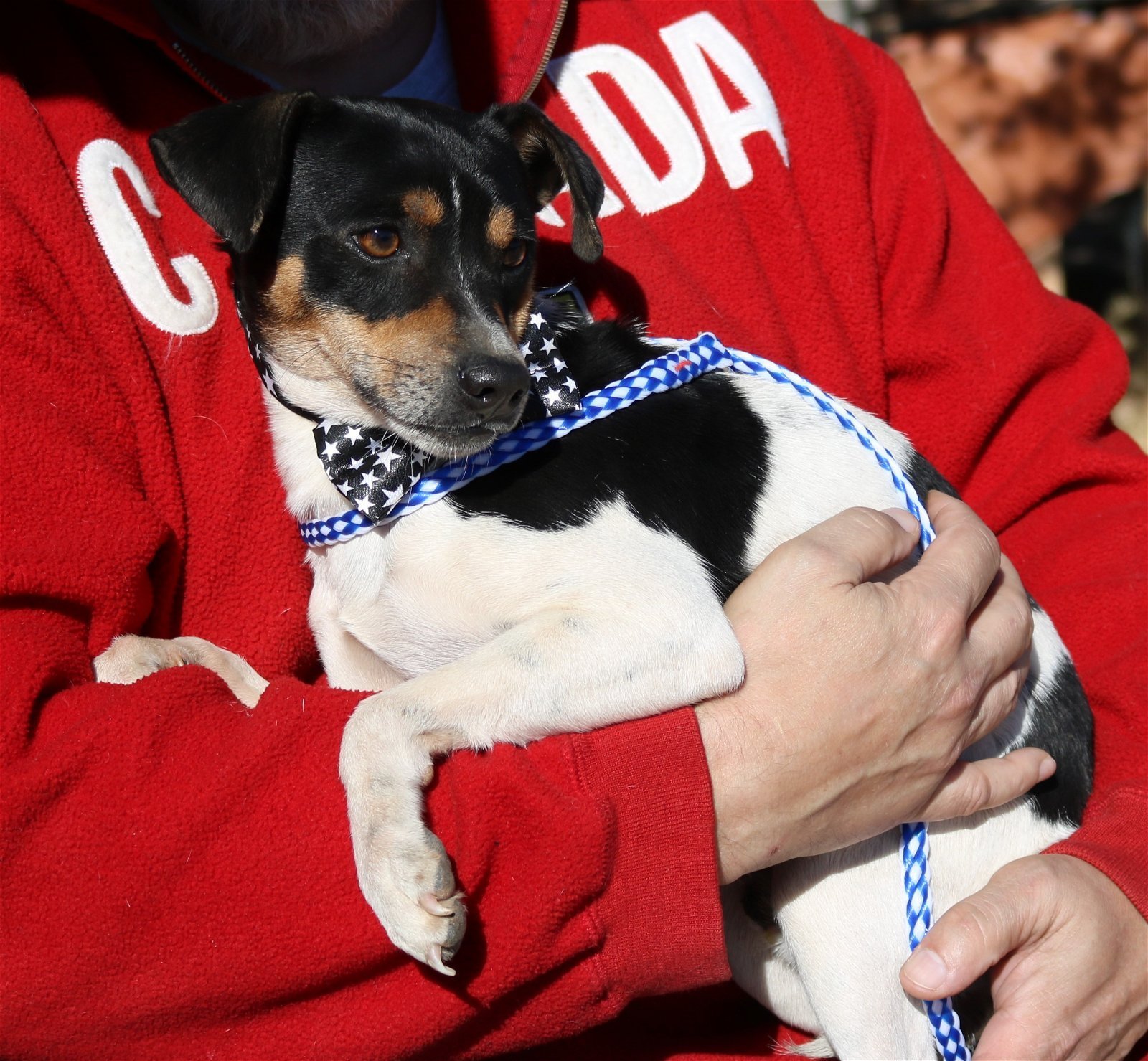 Dog for Adoption - Skippy, a Rat Terrier in Lackland Air Force Base, TX ...