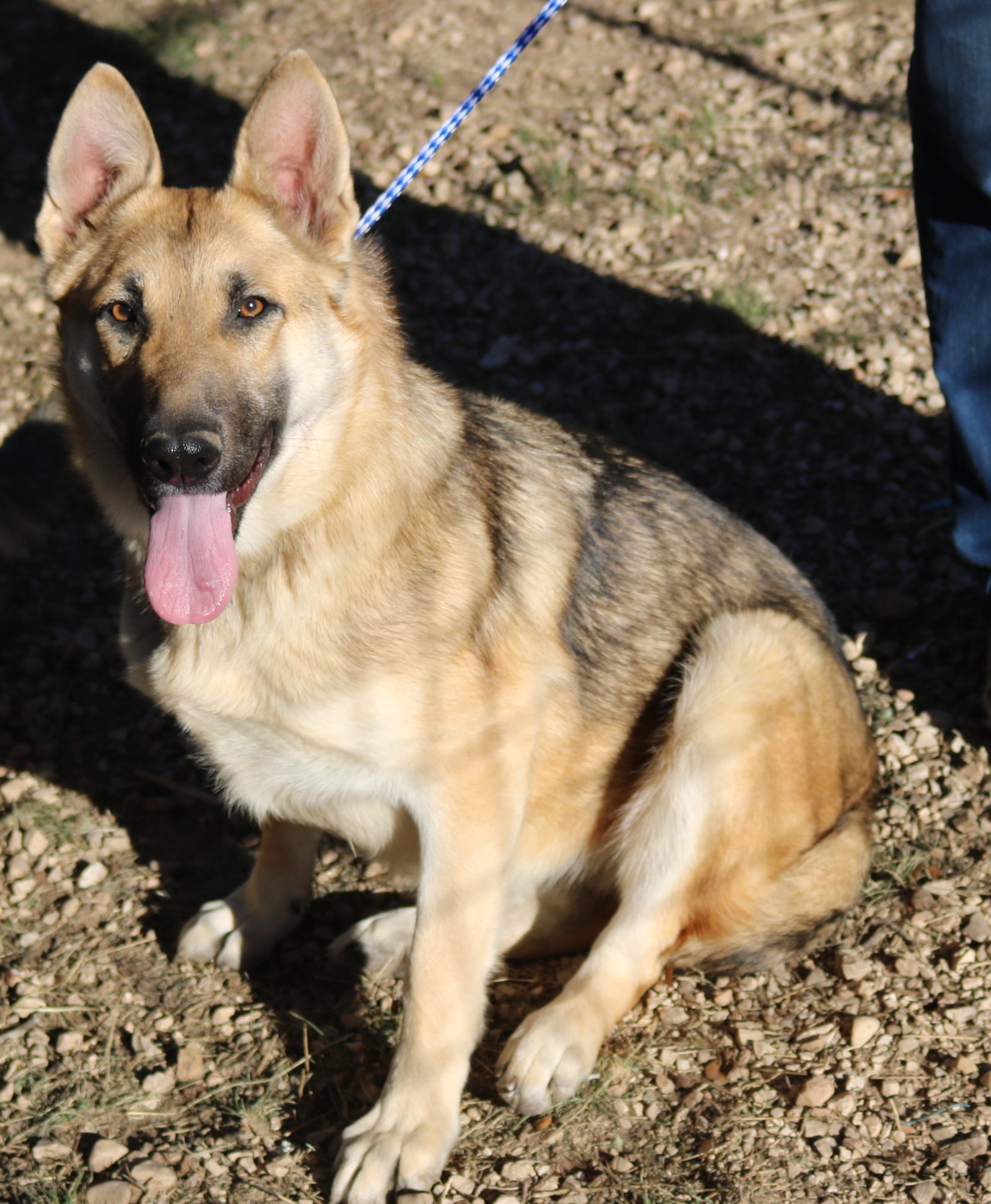 Dog for Adoption Delta, a German Shepherd Dog in Lackland Air Force
