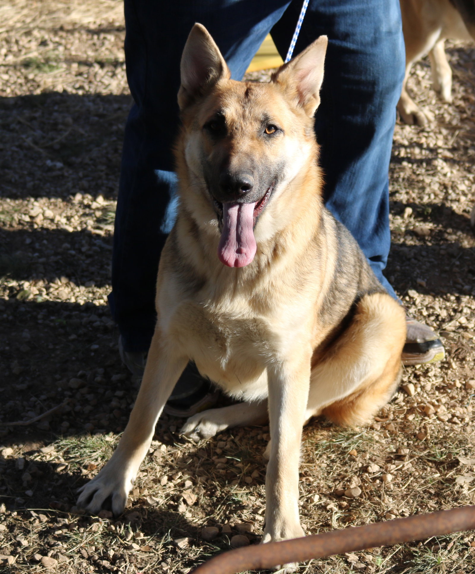 Dog for Adoption Delta, a German Shepherd Dog in Lackland Air Force