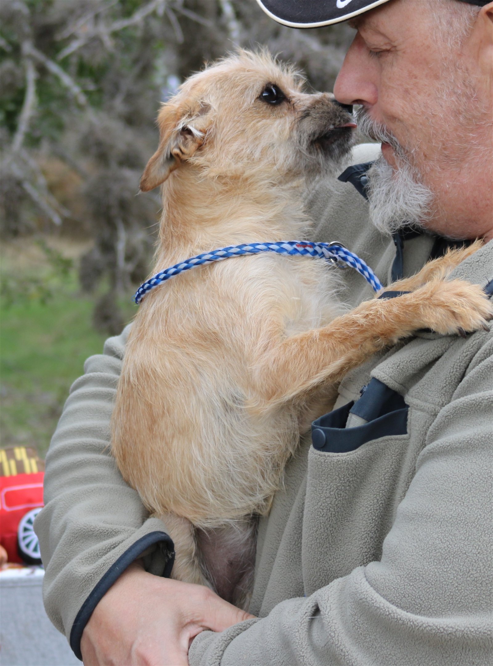 Dog for Adoption Taffy, a Yorkshire Terrier Yorkie in Lackland Air