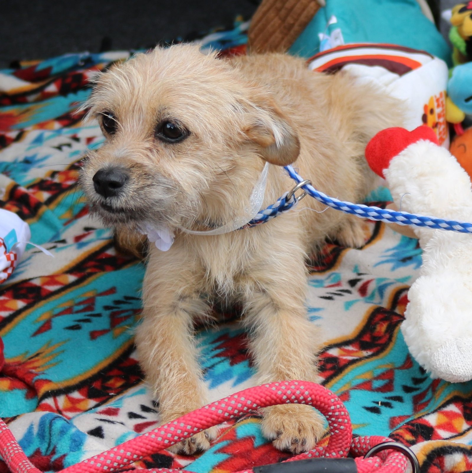 Dog for Adoption Taffy, a Yorkshire Terrier Yorkie in Lackland Air