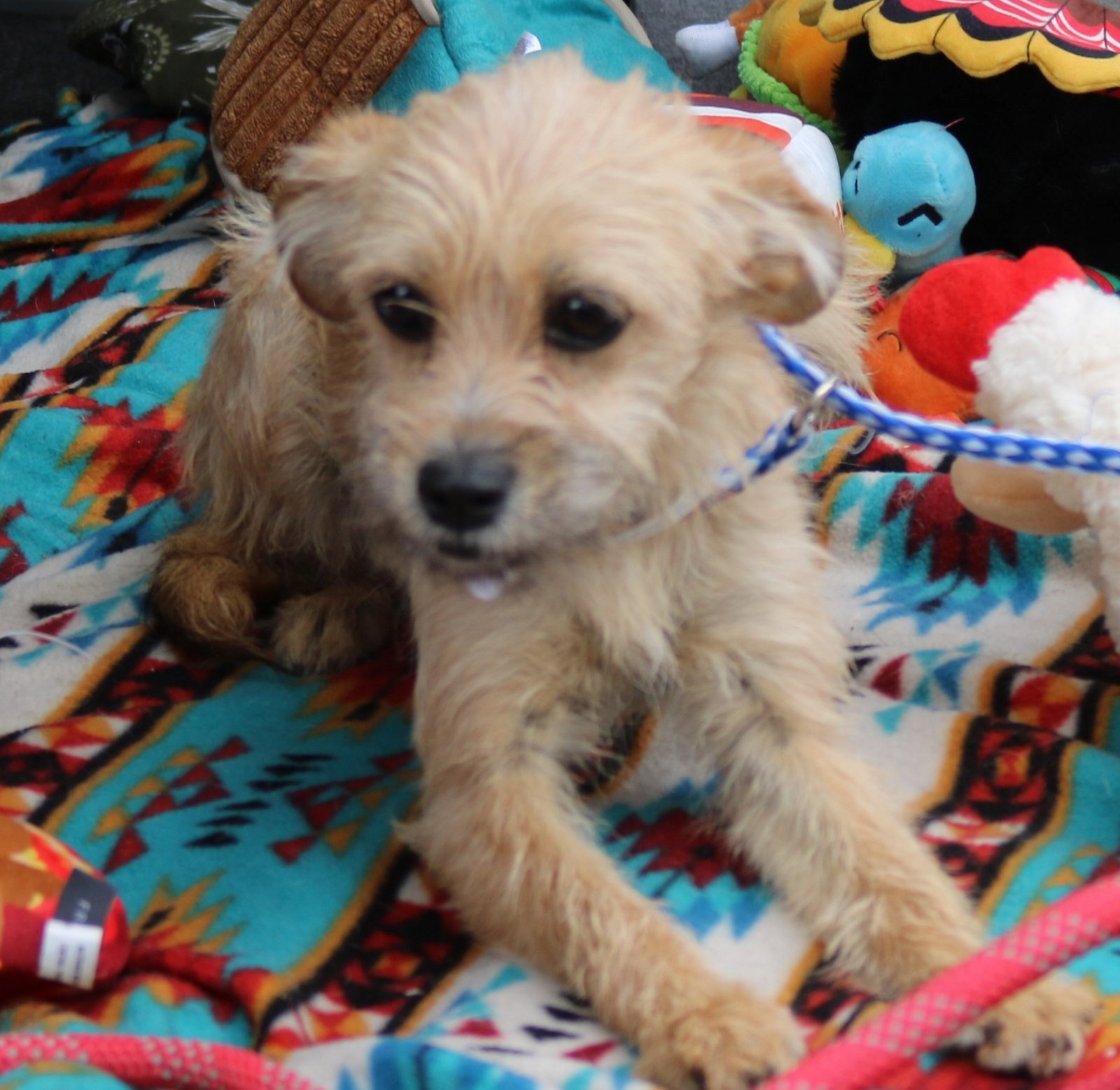 Dog for Adoption Taffy, a Yorkshire Terrier Yorkie in Lackland Air