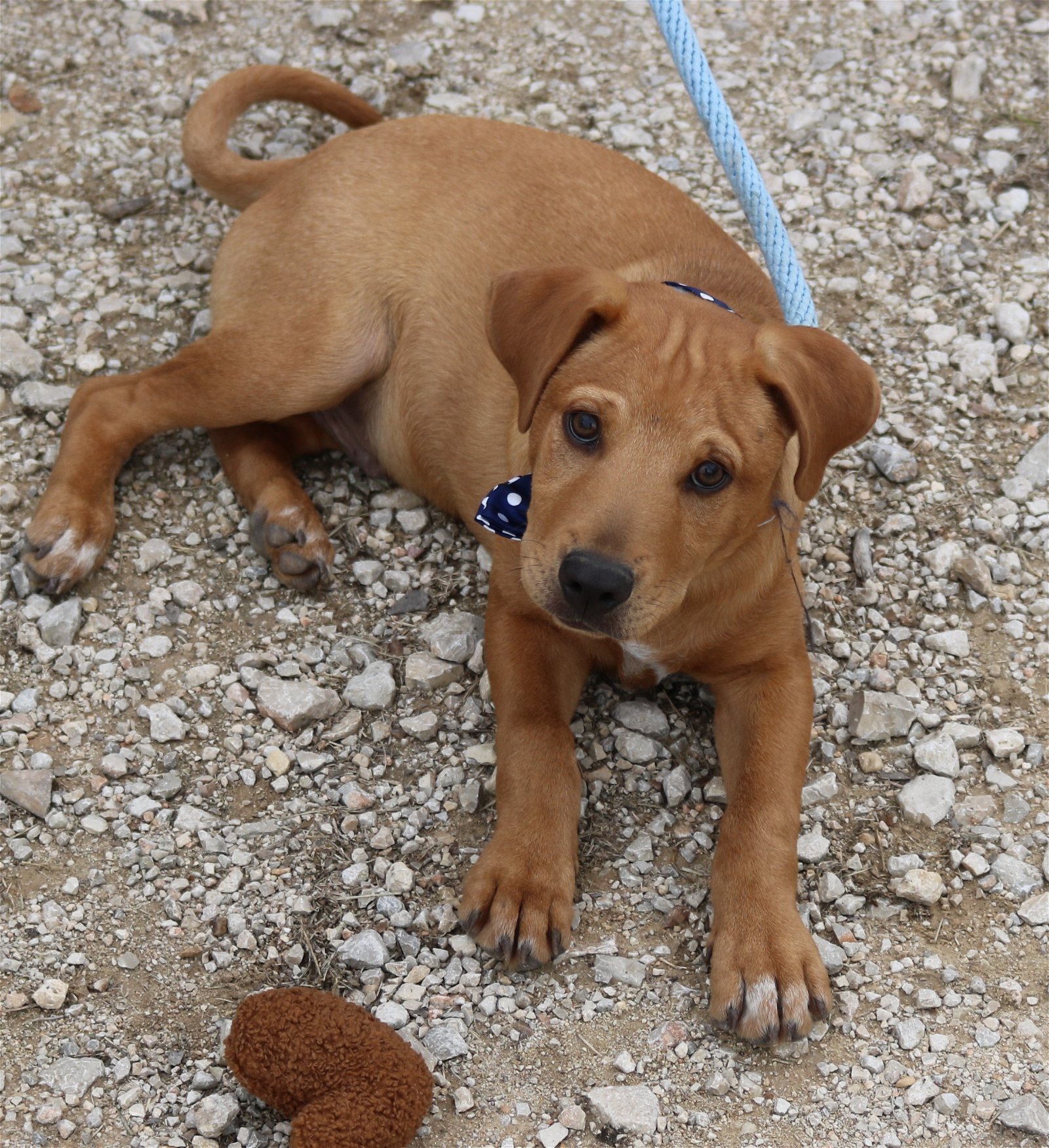 adoptable Dog in Brattleboro, VT named Clifford
