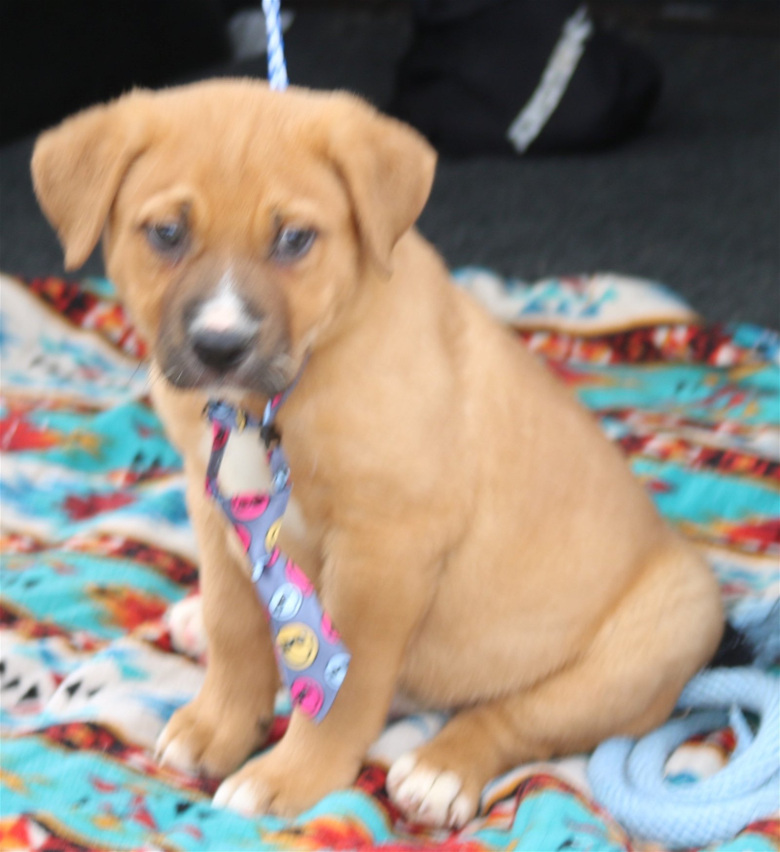 adoptable Dog in Brattleboro, VT named Allister