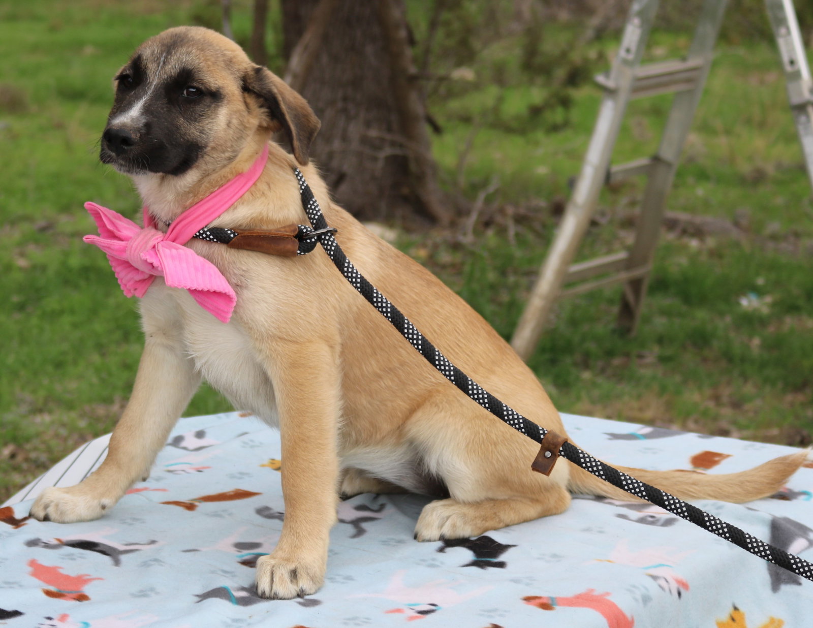 Dog for Adoption Sable, a Anatolian Shepherd in Bandera County, TX