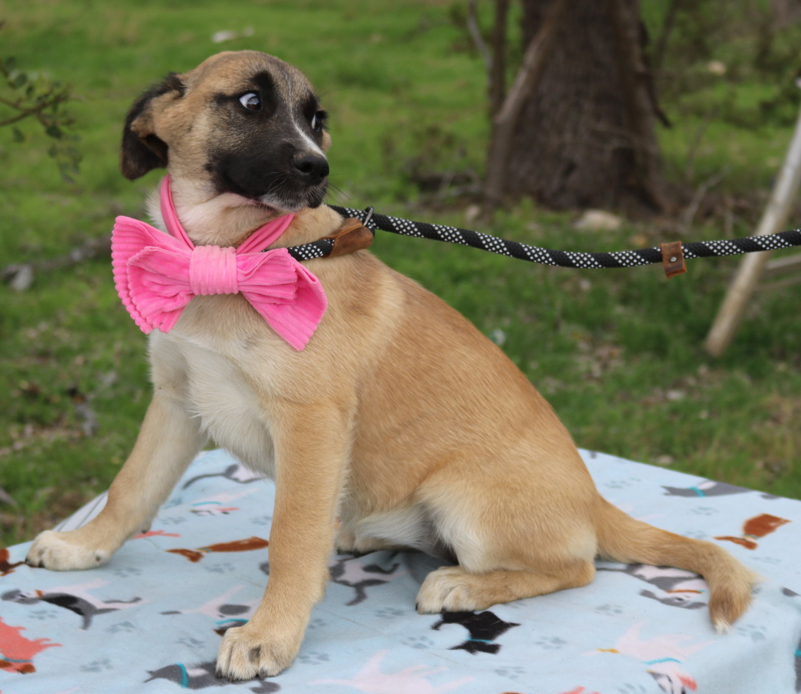 Dog for Adoption Sable, a Anatolian Shepherd in Bandera County, TX