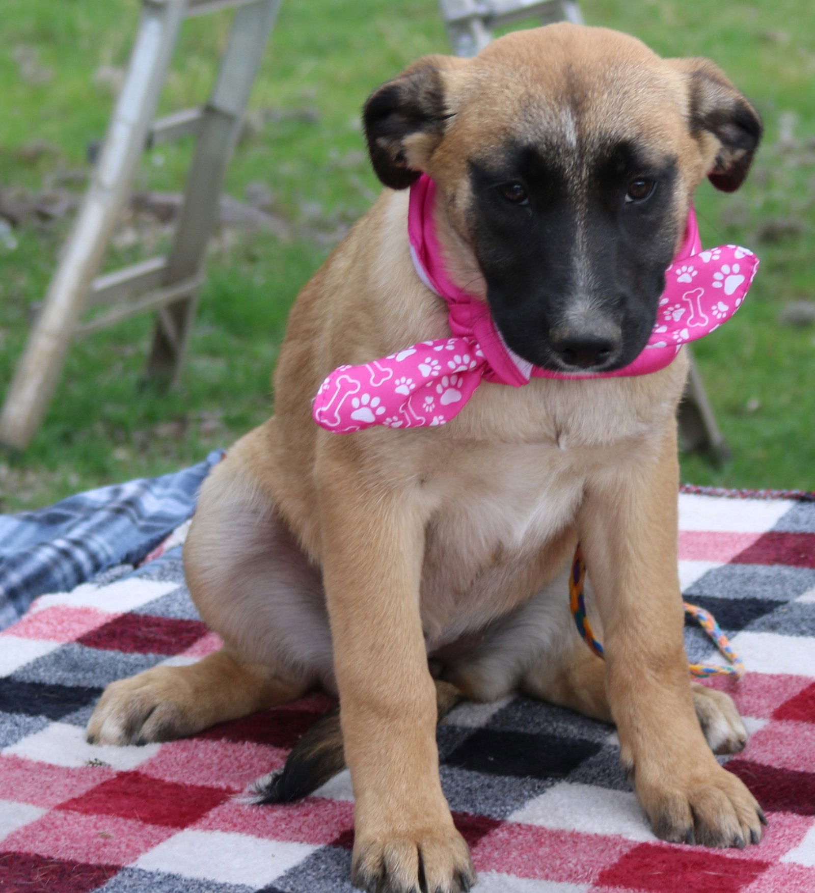 Anatolian shepherd bernese hot sale mountain dog mix