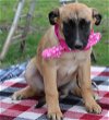 adoptable Dog in anton, TX named Ava