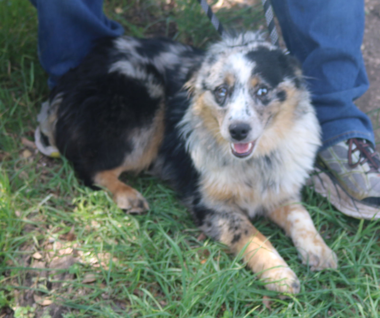 Dog for adoption gwenivere a australian shepherd in bandera tx