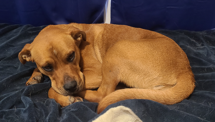 adoptable Dog in Brattleboro, VT named Bluebonnet