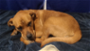 adoptable Dog in , VT named Bluebonnet