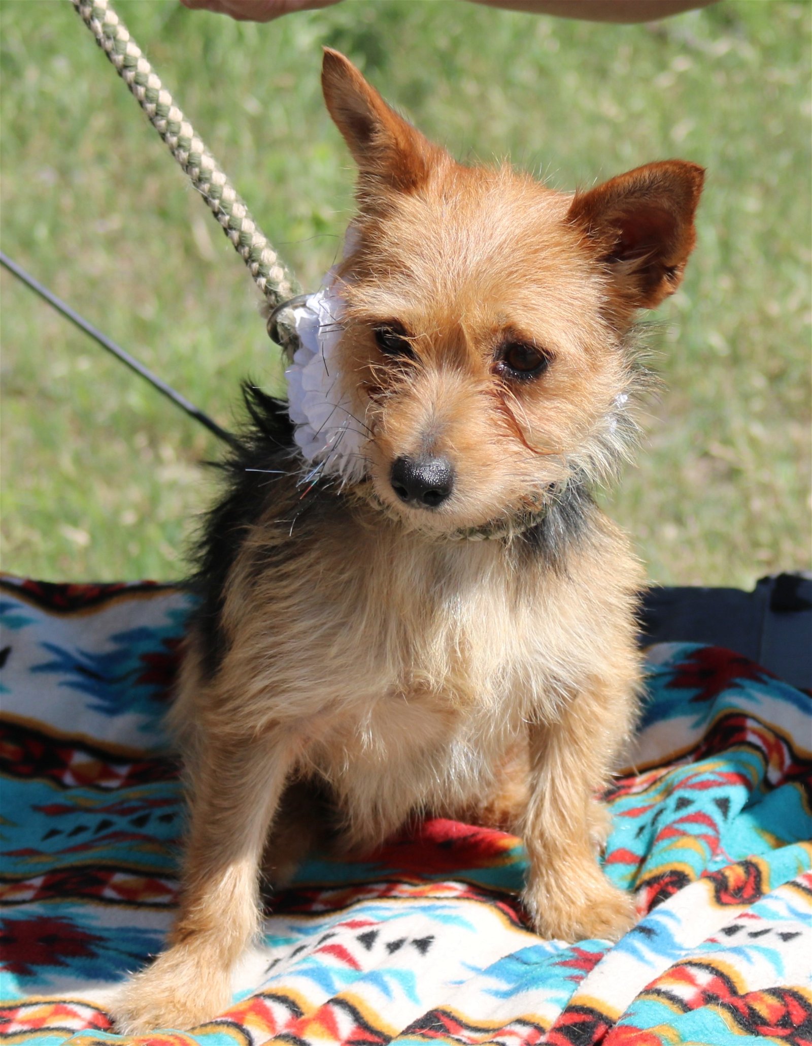 Dog for Adoption Porsche, a Yorkshire Terrier Yorkie in Lackland Air