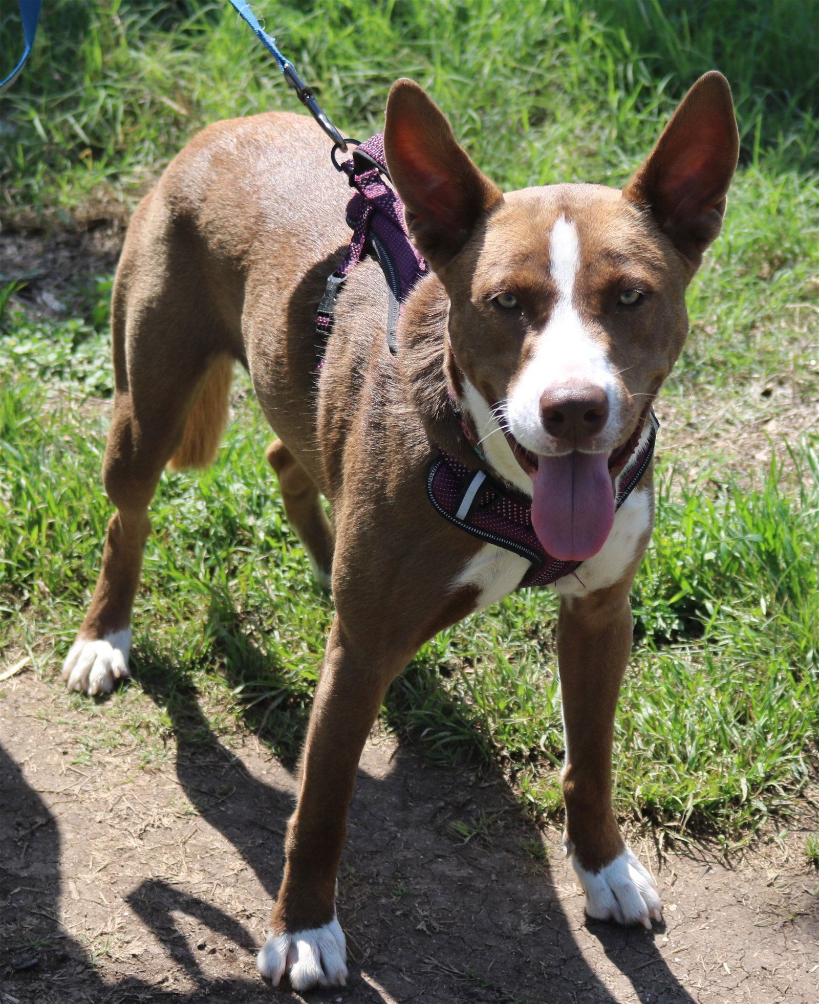 adoptable Dog in San Antonio, TX named Frida