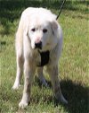 adoptable Dog in brattleboro, VT named King