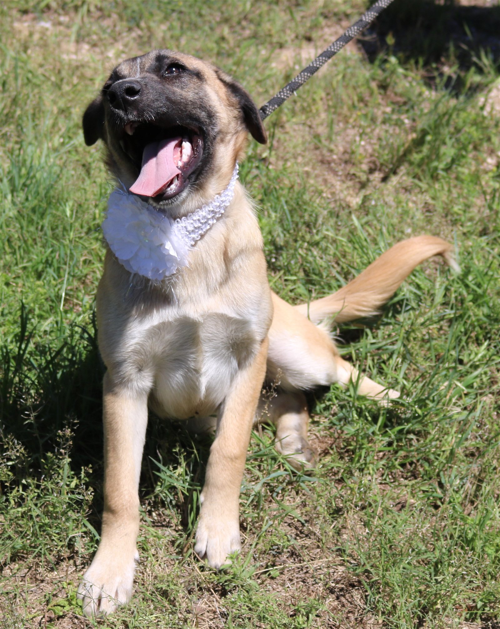 Dog for Adoption Sable, a Anatolian Shepherd in Medina, TX Alpha Paw