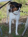 adoptable Dog in everett, WA named Astrid