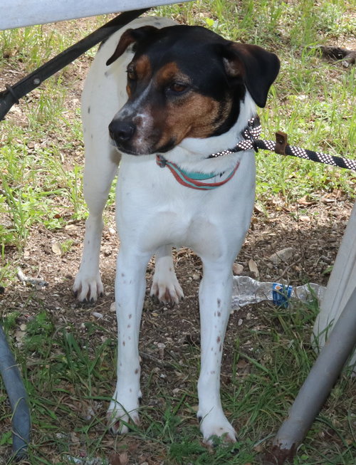 ASTRID - Australian Cattle Dog/Blue Heeler / Labrador Retriever available for adoption