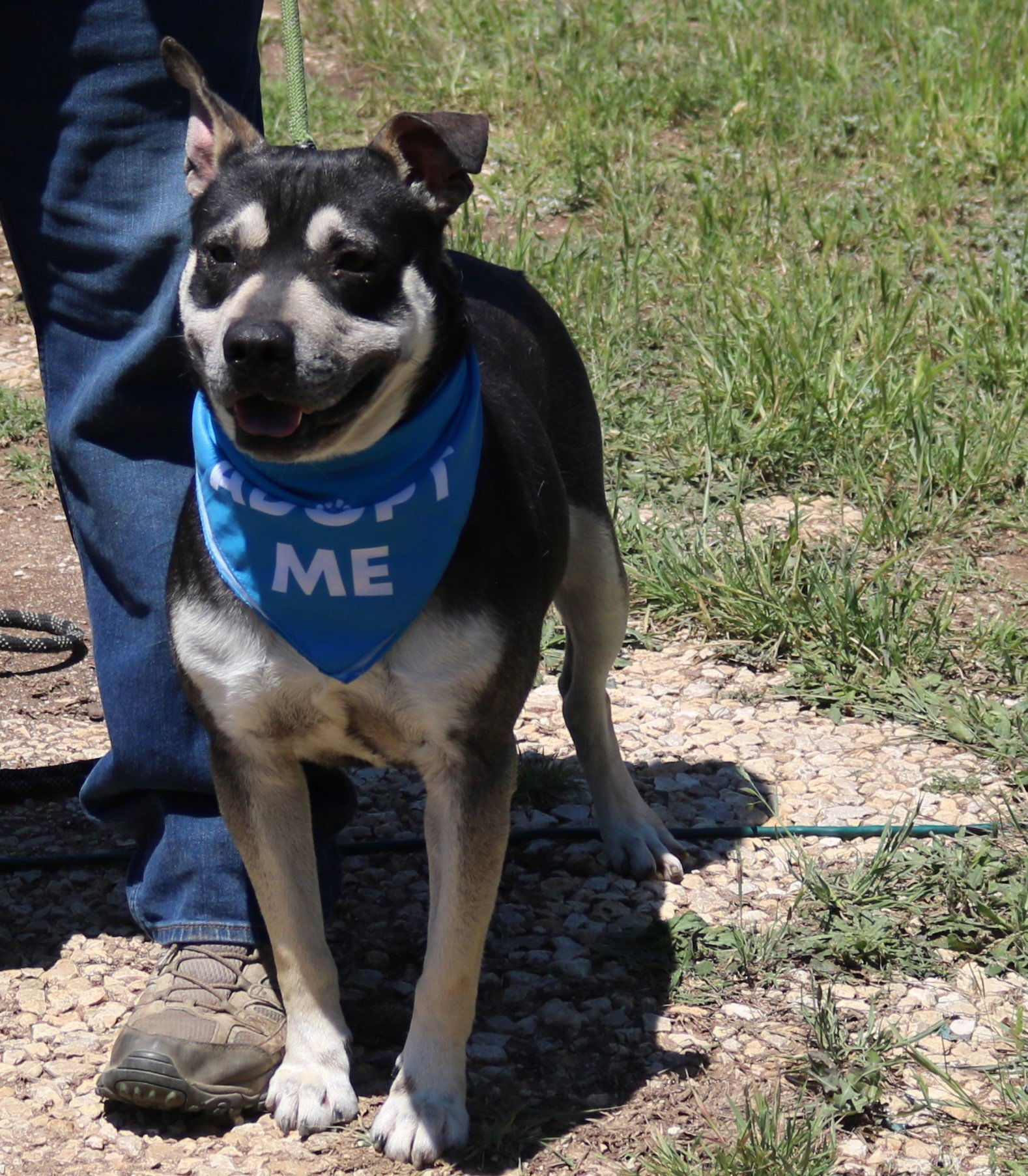 adoptable Dog in San Antonio, TX named Rocky